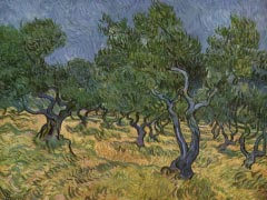 Olivenhain By Vincent van Gogh