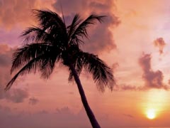 Palm Tree Palm Ocean Summer Vacation