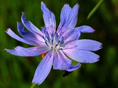 Chicory Flower Plant Nature Close