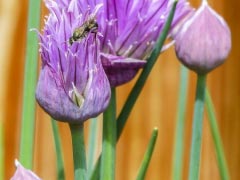 Chive Herbal Blooming Herb