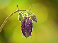 Columbine Flower Hahnenfußgewächs Flora