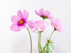 Cosmea Flower Plant