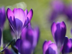 Crocus Flower Purple Close