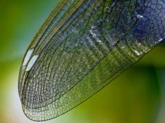 Dragonfly Wing Nature Close