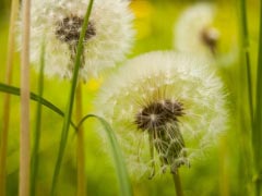 Flower Green Blossom Plant