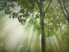 Forest Trees Nature Landscape