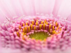 Gerbera Pano Flower Pink