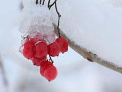 Ice Winter Landscape Nature