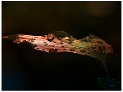 Leaf Early Morning After Rain