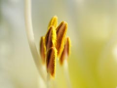 Lily Shrub Nature Plant