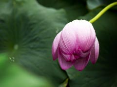Lotus Lotus Leaf Nature