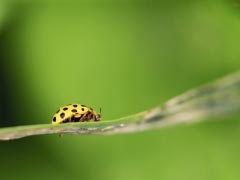 Macro Ladybug Bug