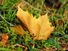 Maple Leaf Autumn Leaves