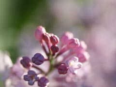 Nature Bush Lilac Pink