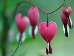 Pink Heart Shape Flower