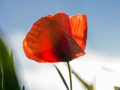 Poppy Red Flower
