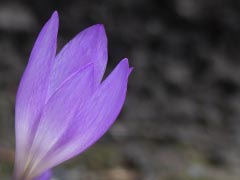 Purple Flower Autumn Herbstzeitlose