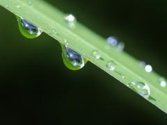 Raindrop Drop Of Water