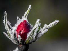 Rose Winter Flower Snow