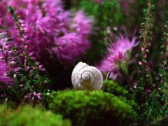 Snail Shell Mollusk