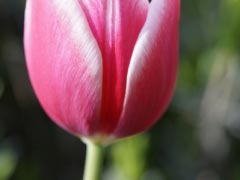 Tulip Tulpenbluete Bloom