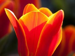 tulip