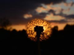 Dandelion Sunset Afterglow Evening Sky