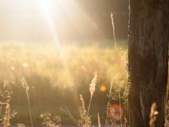 Summerfield Summer Tree Field Grass