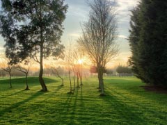 Trees Landscape Sunshine Sunset