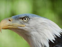 Bald Eagle Eagle Bird