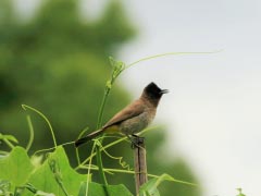 Bird Black Eyed Bul-Bul