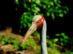 Brolga Beak Tall Feathers