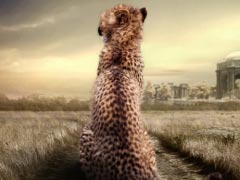 Cheetah Animal Animal