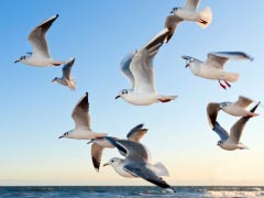 Gulls Bird Fly Coast