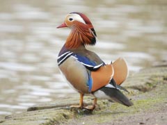Mandarin Duck